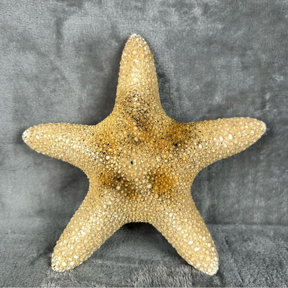 Natural Dried Starfish Decor Coastal Beach Home Accent Large 8” Patrick Nautical